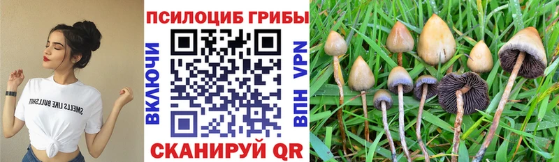 Псилоцибиновые грибы Magic Shrooms  Купить закладки  Томилино 